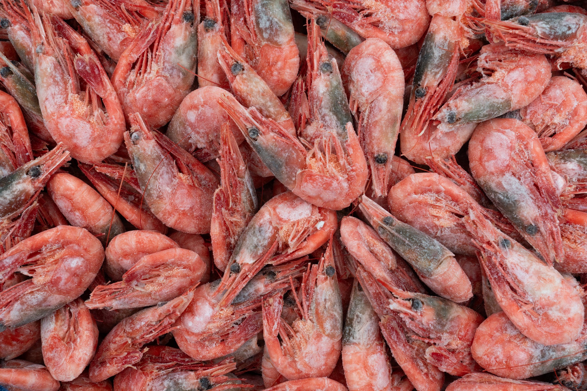 XXL Grønlandsreker 40/60 — frossen skalldyr fra Fiskehandleren 2