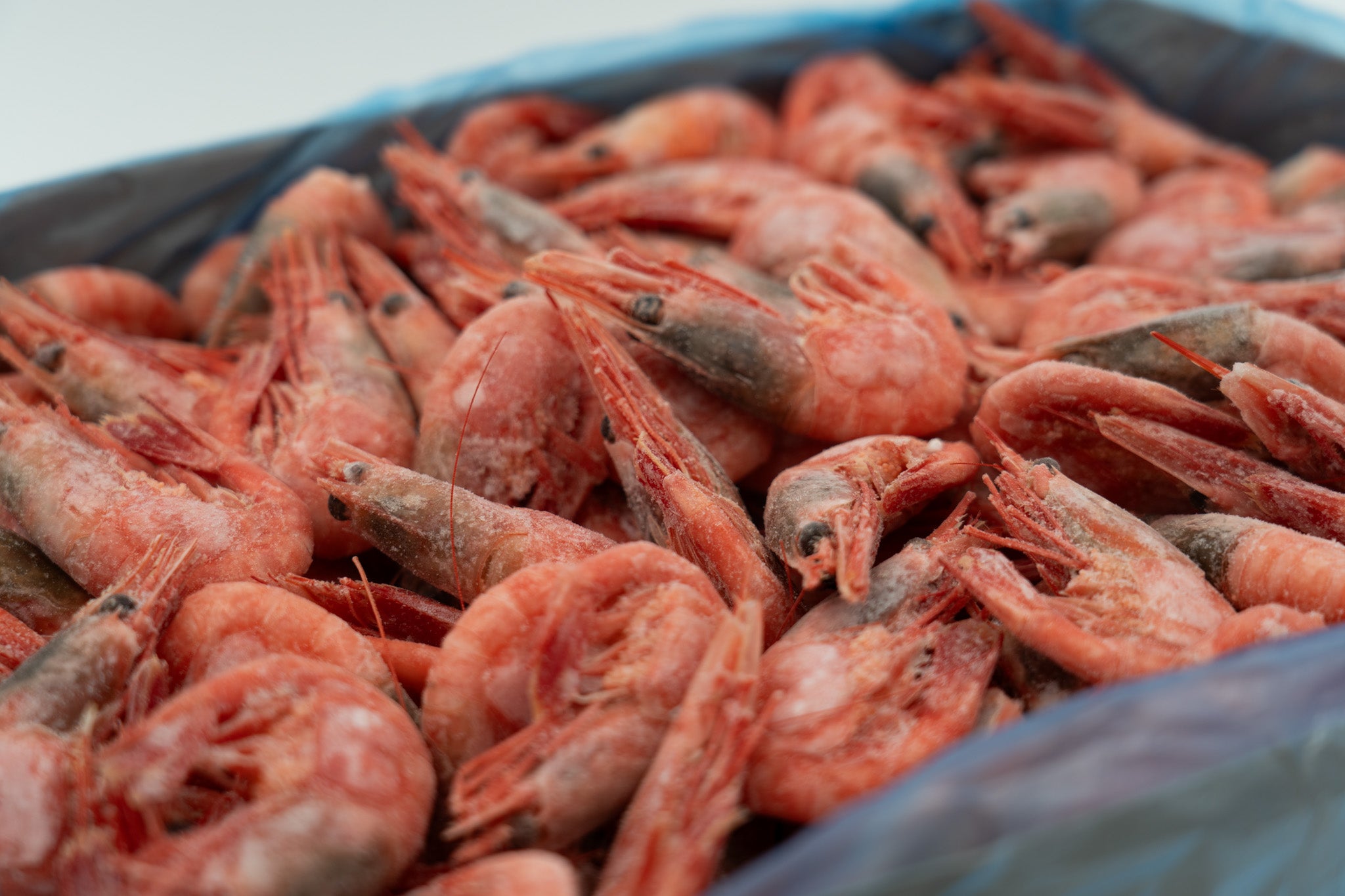 Skalldyr - kamskjell, reker og scampi